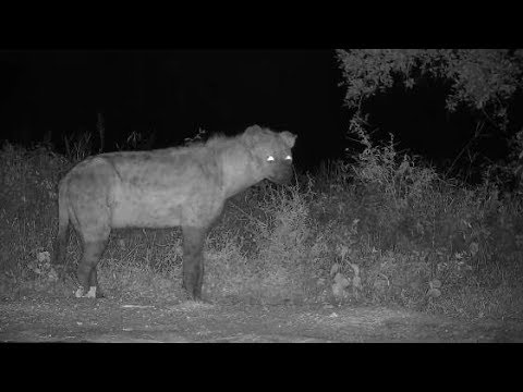 Djuma: Lone Hyena with floppy left ear-known as June - 19:31 - 02/05/2020