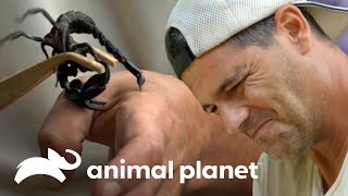 Ataques e mordidas de animais que quase levaram o Frank à morte | Wild Frank | Animal Planet Brasil