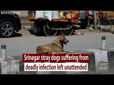 Srinagar stray dogs suffering from deadly infection left unattended | Srinagar | The Kashmir Walla