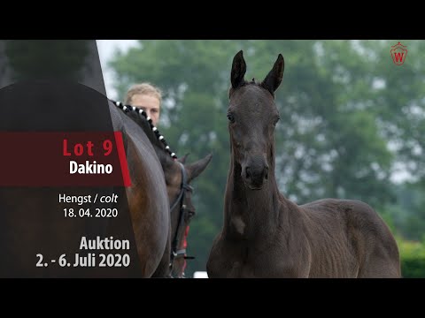 Online Auktion 2. - 6. Juli: Lot 9 Dakino Hengst v. Dominator Z - Aquilino