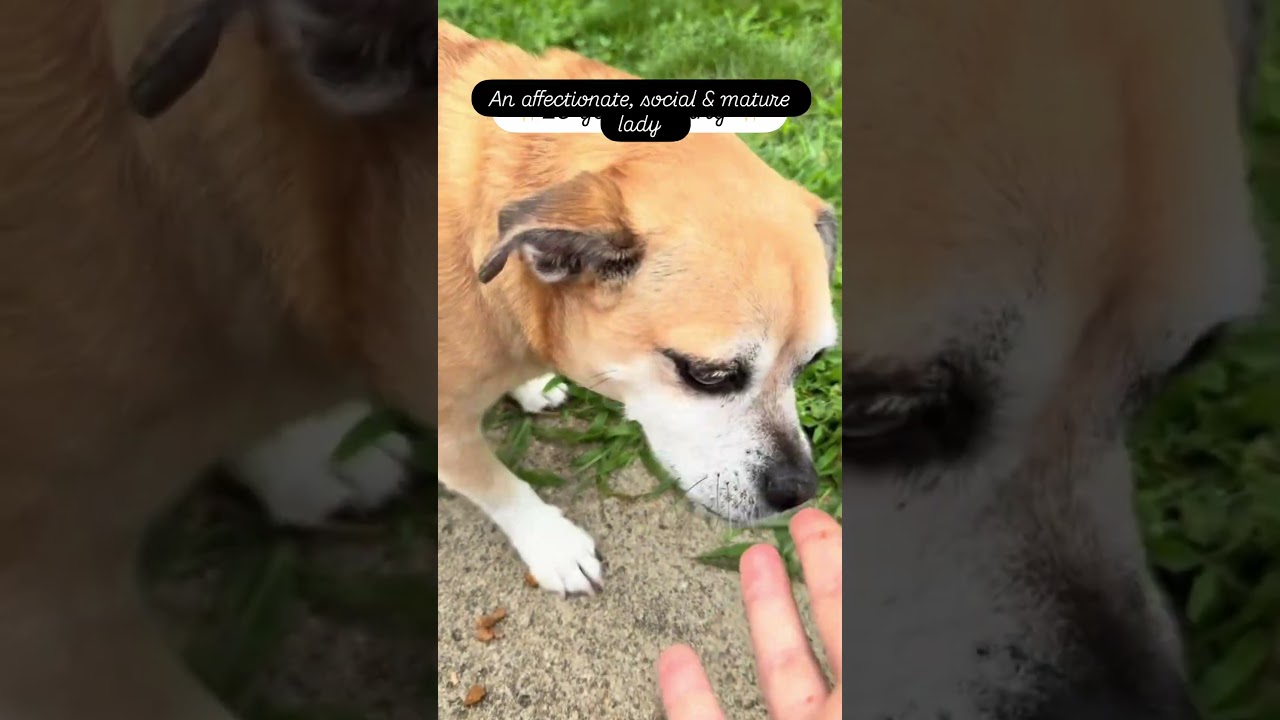 Enlarge Freya, a Adopted mixed breed in Hopkinton, MA video 6/6