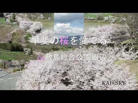 甲斐の桜を愛でる～敷島総合公園周辺～