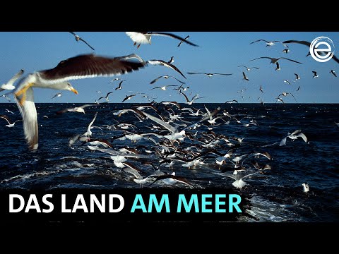 Ostfriesland ‒ Sieben Inseln und ein Meer | Erlebnis Erde