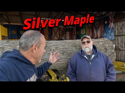 Sawing a silver maple log for Jeff # 790