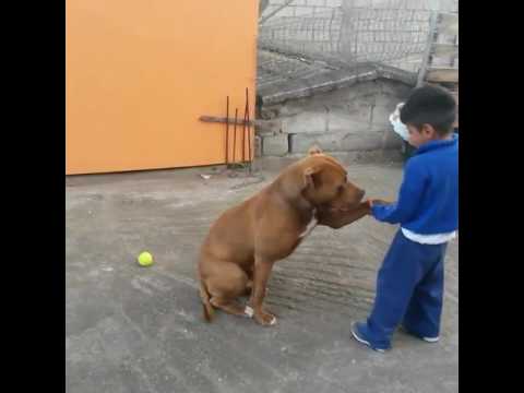 Pitbull mata a un niño lo mata pero de obediencia lo ama AOKY PatrickForLife