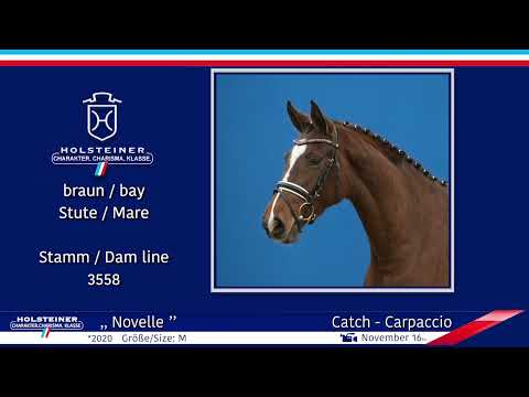 4. Holsteiner Winter-Chance 2022 | Nr. 104 v. Catch - Carpaccio