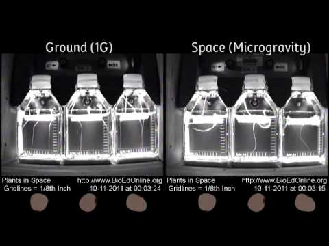 Plants in Space