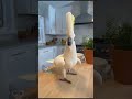 When the Music Stops and Jackson Loses It #cockatoo