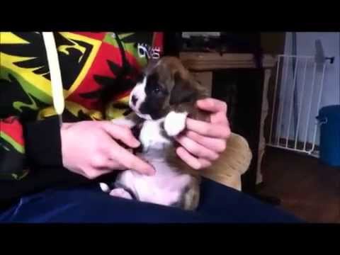 Unser Boxer Baby Amynta (Amy) ist da!