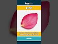 petal (noun) - definition and usage in English