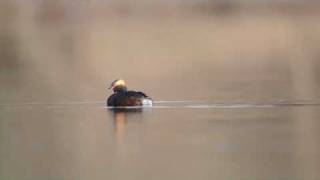 preview picture of video 'Din Tur presents the birds of Norway - Slavonian Grebe (Podiceps auritus)'