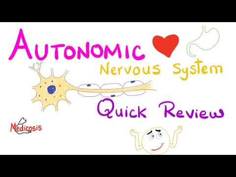 Autonomic Nervous System (ANS) - Quick Review - Physiology Series