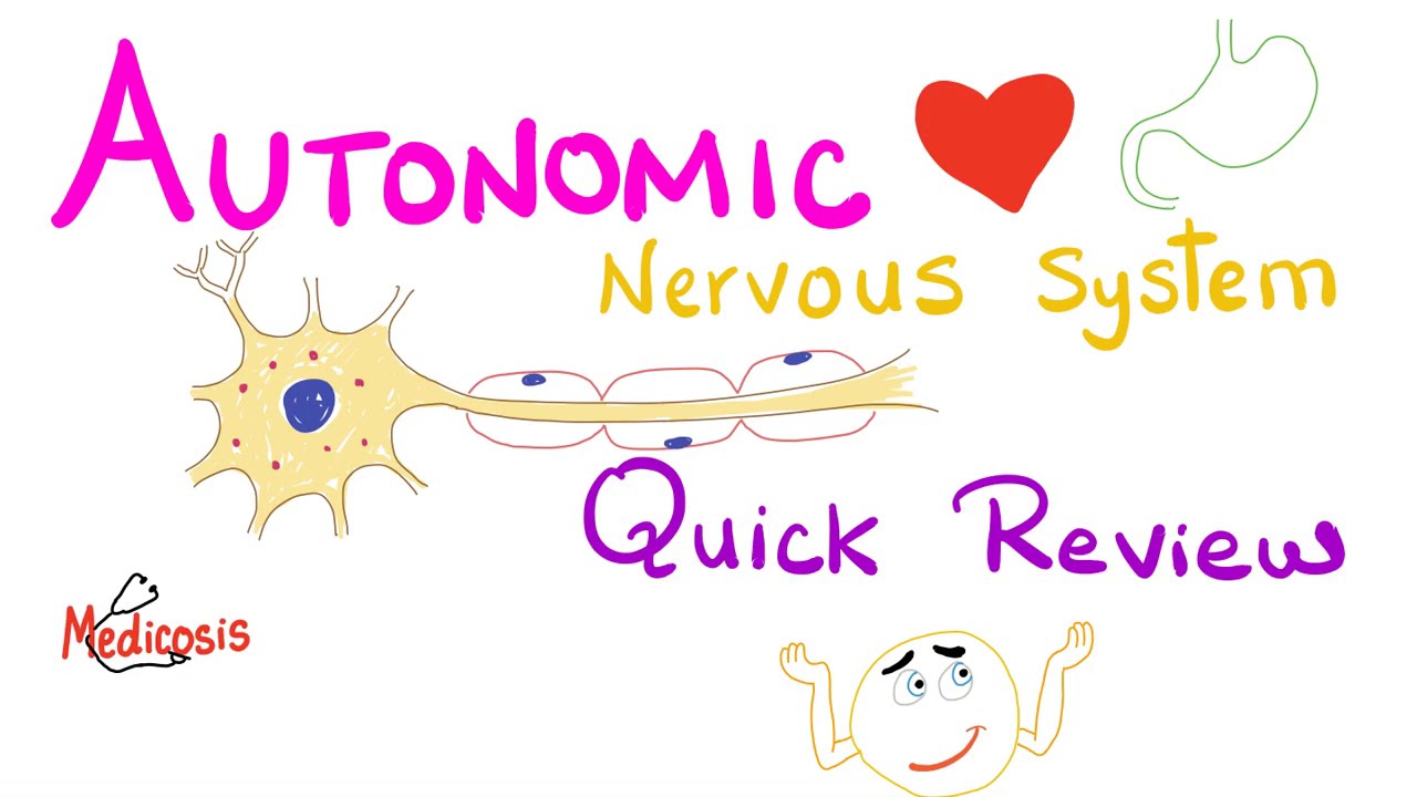 Autonomic Nervous System (ANS) - Quick Review - Physiology Series