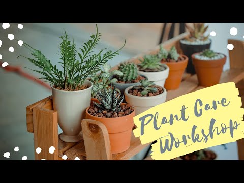 House Plant Care - Workshop