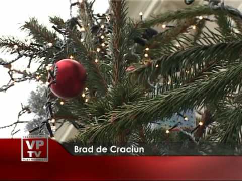 Brad de Craciun