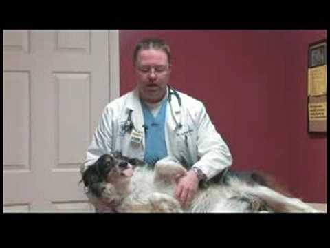 Dog Care Tips : How to Check the Heart Rate of Dogs and Cats