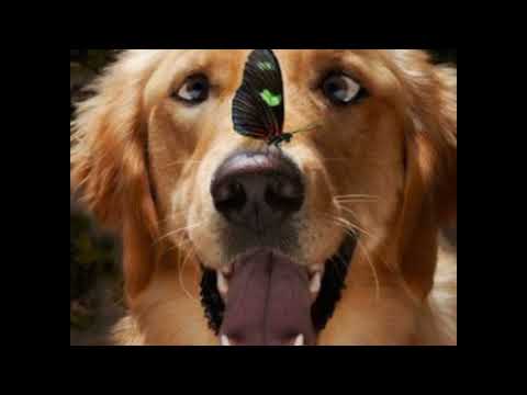 #viral #myanimal #dog #mycat #cat #bird #horses #animal