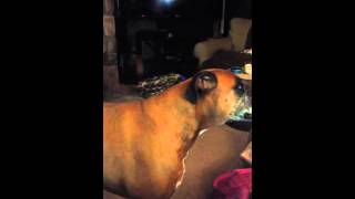 Poor Dante begging LOL