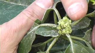 A10 Simmonds avocado insect-disease control in winter