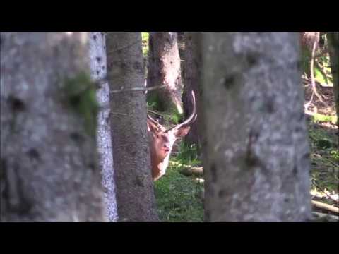 Brame du cerf 2017 - Hautes Vosges