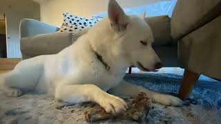 ASMR: Oddly Satisfying Dog Chomping on Bone 😂