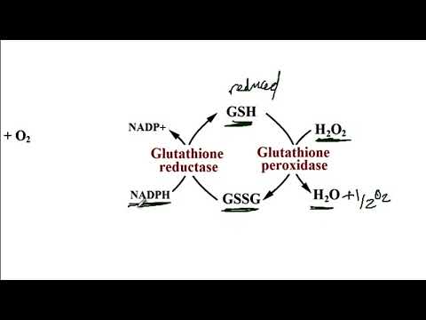 USMLE ACE Video 41: Chronic Granulomatous Disease (CGD) - NADPH Oxidase Pathway