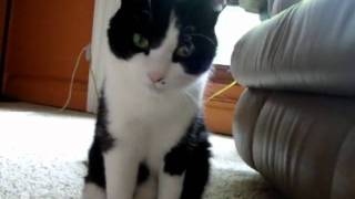 Gary the cat (Brooks &amp; Dunn - Till My Dyin&#39; Day)