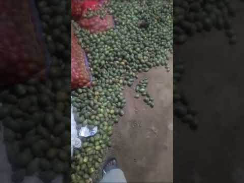 Fresh Green Betel Nuts