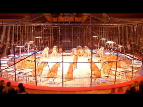 Löwen-Dressurproben im  Circus Krone mit Martin Lacey jr. Teil 1-2