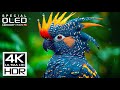 HEAVEN OF ALL 4K VIDEOS | DOLBY VISION HDR 4K 60FPS (8K / 4K ..