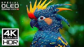 Download lagu Heaven of All 4K Videos | Dolby Vision HDR 4K 60fps (8K / 4K TV) mp3