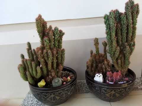 Cereus Peruvianus Monstrose collection