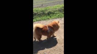 Chow chow and cows