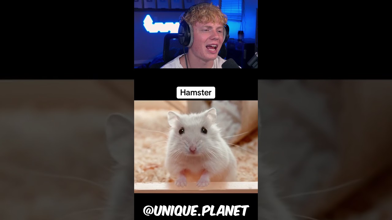 How Different Types of Animals Yawn! 😱