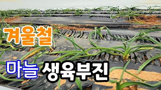 겨울철 마늘 생육 부진 이건 꼭해야
