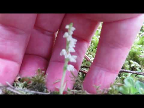 My Norfolk Orchid Hunt (Part 17) Creeping Ladies-tresses