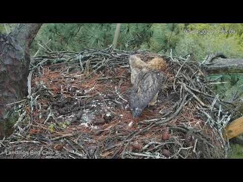Savannah GHO Nest - Owlet finishes leftover squirrel (PTZ 3)