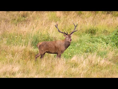 Red stag | Hunt in rut time - September 2023