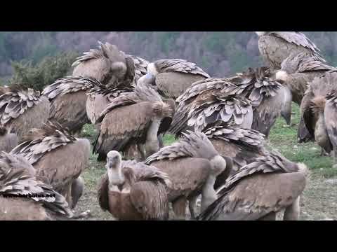 BUITRE LEONADO | GRIFFON VULTURE | Gyps fulvus