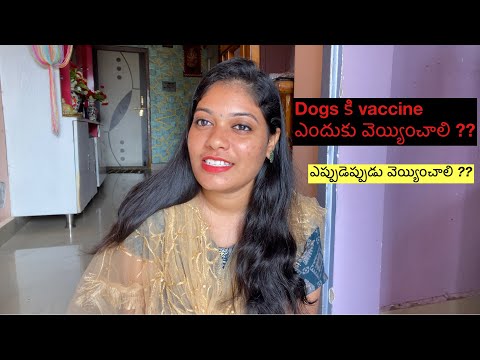 when to get vaccines for dogs| Dogs కి vaccine ఈ time లో చేయించండి |  ​⁠