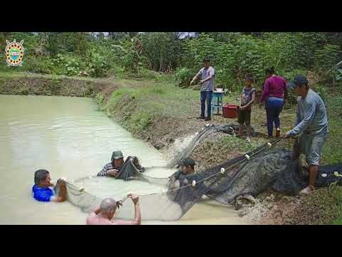 🔴📢 FORTALECIENDO LA PISCICULTURA EN DATEM DEL MARAÑÓN