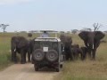Elephant Trumpets