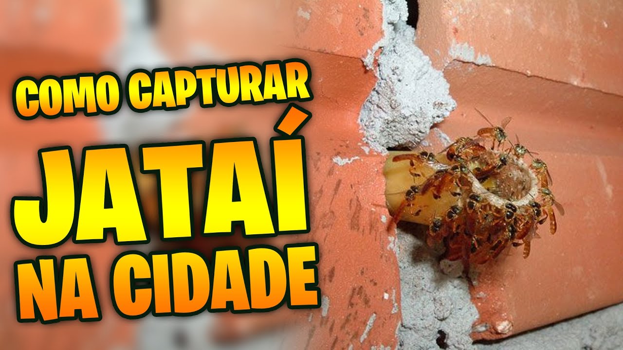 ✅ [IMPERDÍVEL] Como capturar Jataís na cidade