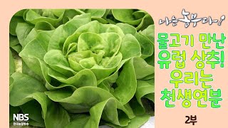 [나는농부다 297회 2부] 물고기 만난 유럽 상추! 우리는 천생연분