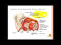 14a Intro Mouth To Stomach