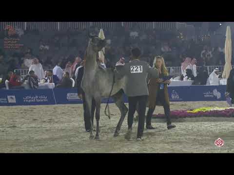 N 221 D LAYYASH   Asharqia Arabian Horse Classic 2020   Colts 2 Years Old Class 8A