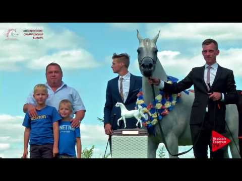 3RD PLACE N.44 AL INAYA - Chantilly 2017 European BC - Mares Championship (Class 12)