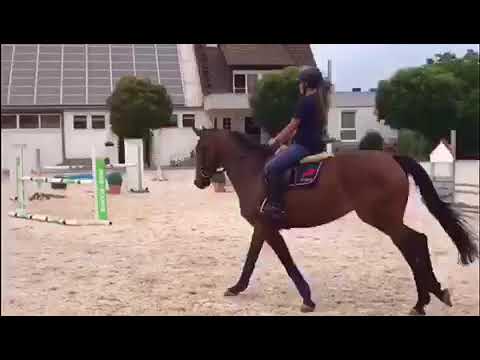 5j St Holst v Quiwi Dream