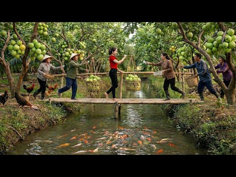 Harvesting Tons of Guavas and Transported Them to the Market for Sale | Massive Fruit Harvest