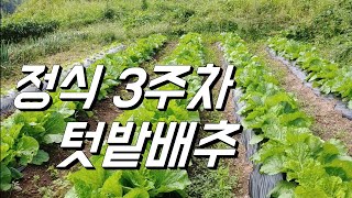 텃밭농사. 정식3주차 배추. 벌레가 먹어도 잘 자라고있음